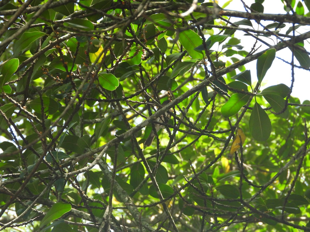 Golden-bellied Euphonia - ML642011814