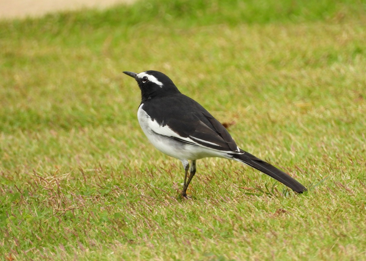 White-browed Wagtail - ML642011825