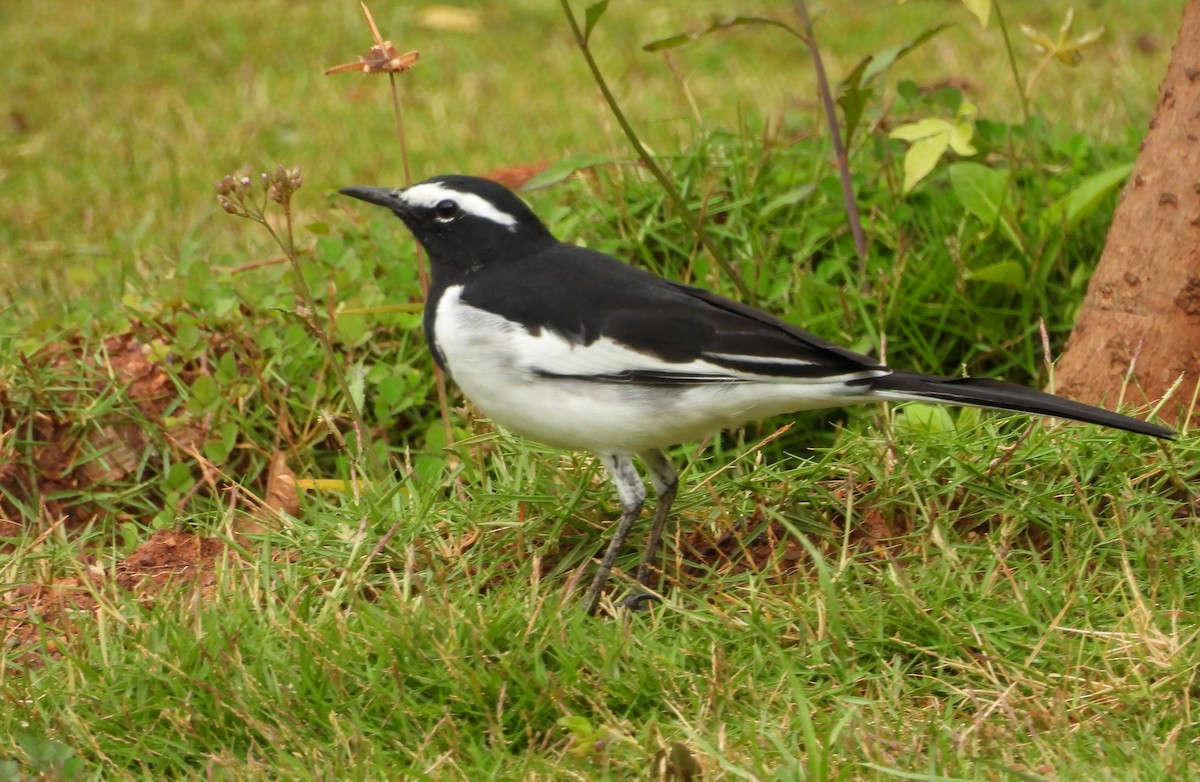 White-browed Wagtail - ML642011826