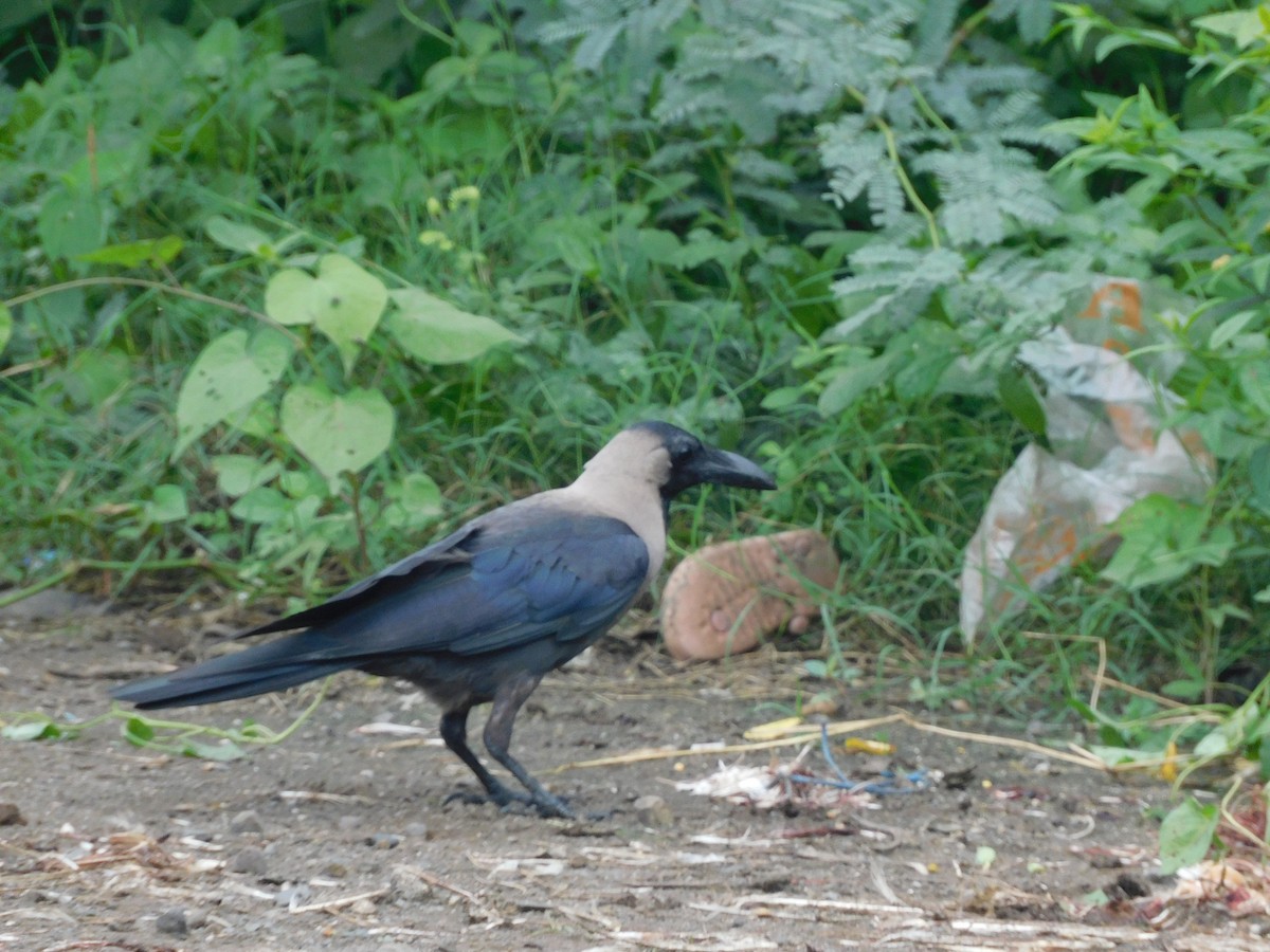 House Crow - ML642011828
