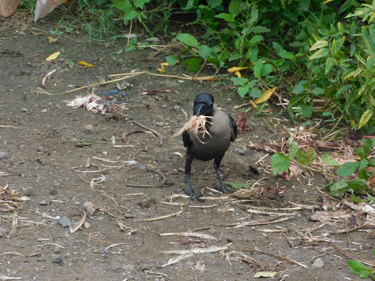 House Crow - ML642011831