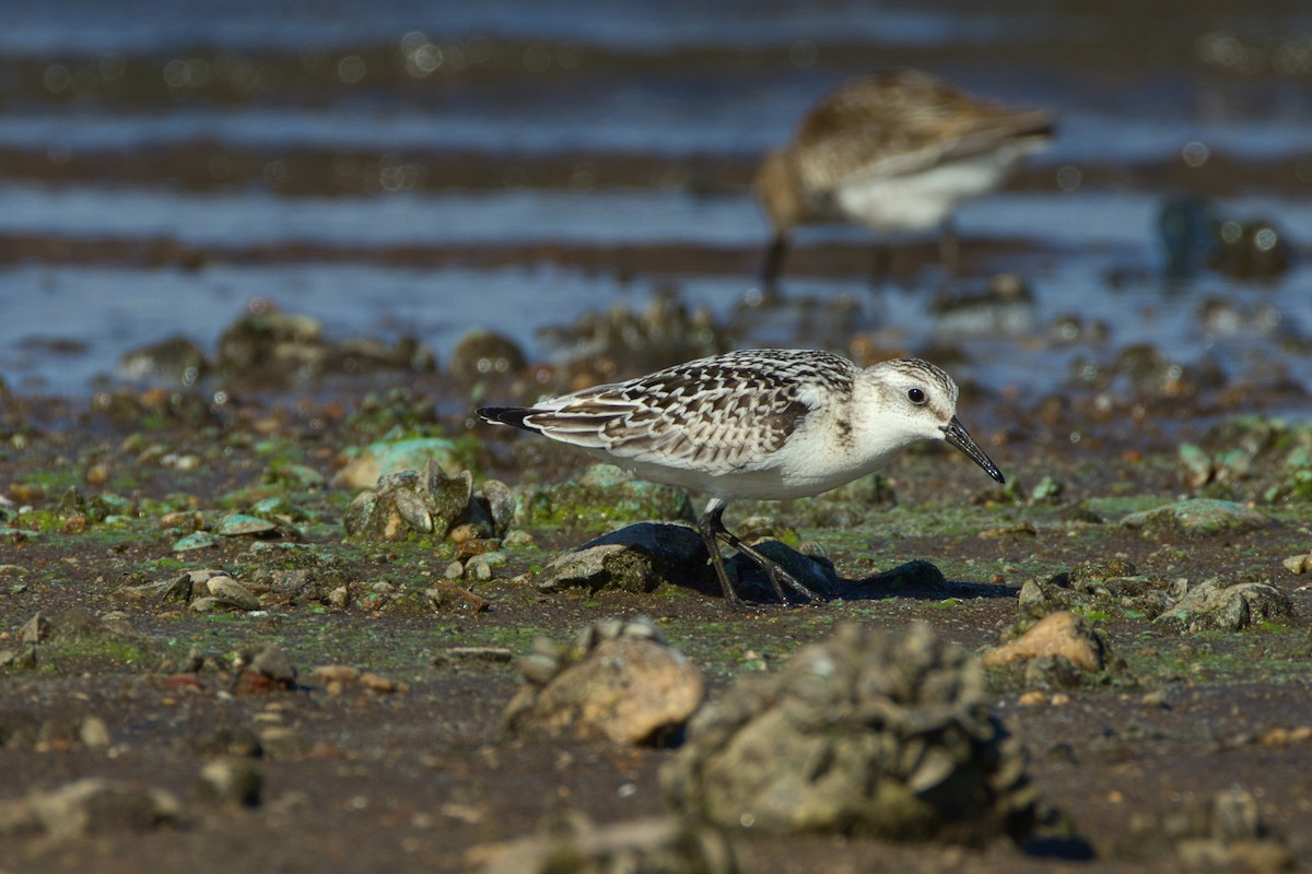 Sanderling - ML642011833