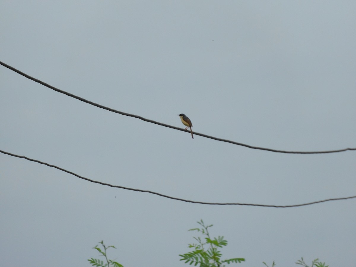 Ashy Prinia - ML642011836