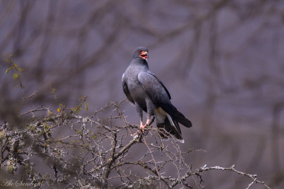 Snail Kite - ML642011838