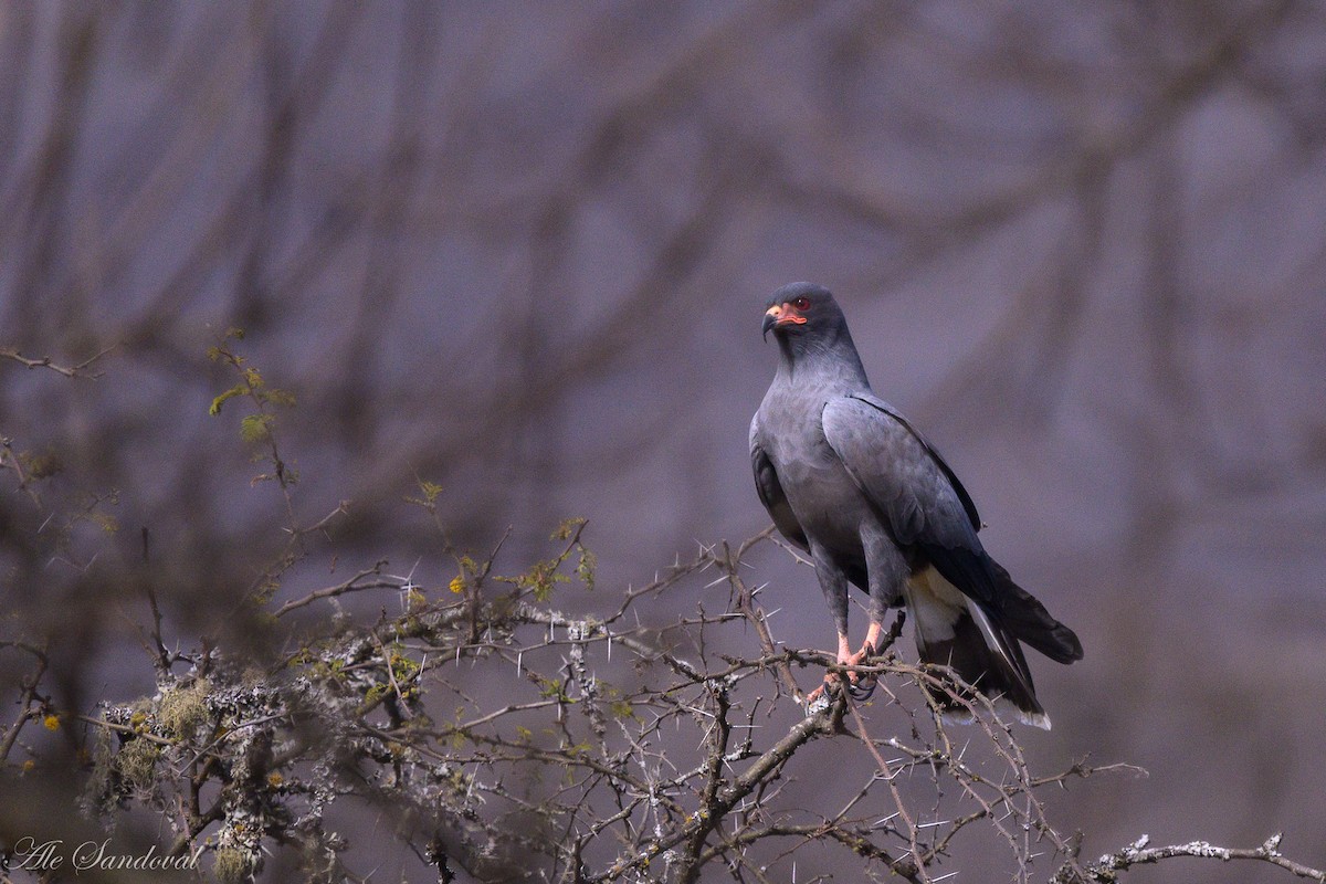 Snail Kite - ML642011839