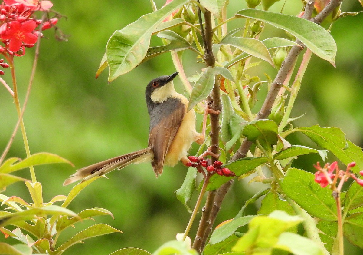 Ashy Prinia - ML642011841