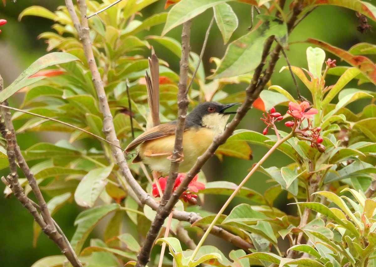 Ashy Prinia - ML642011842