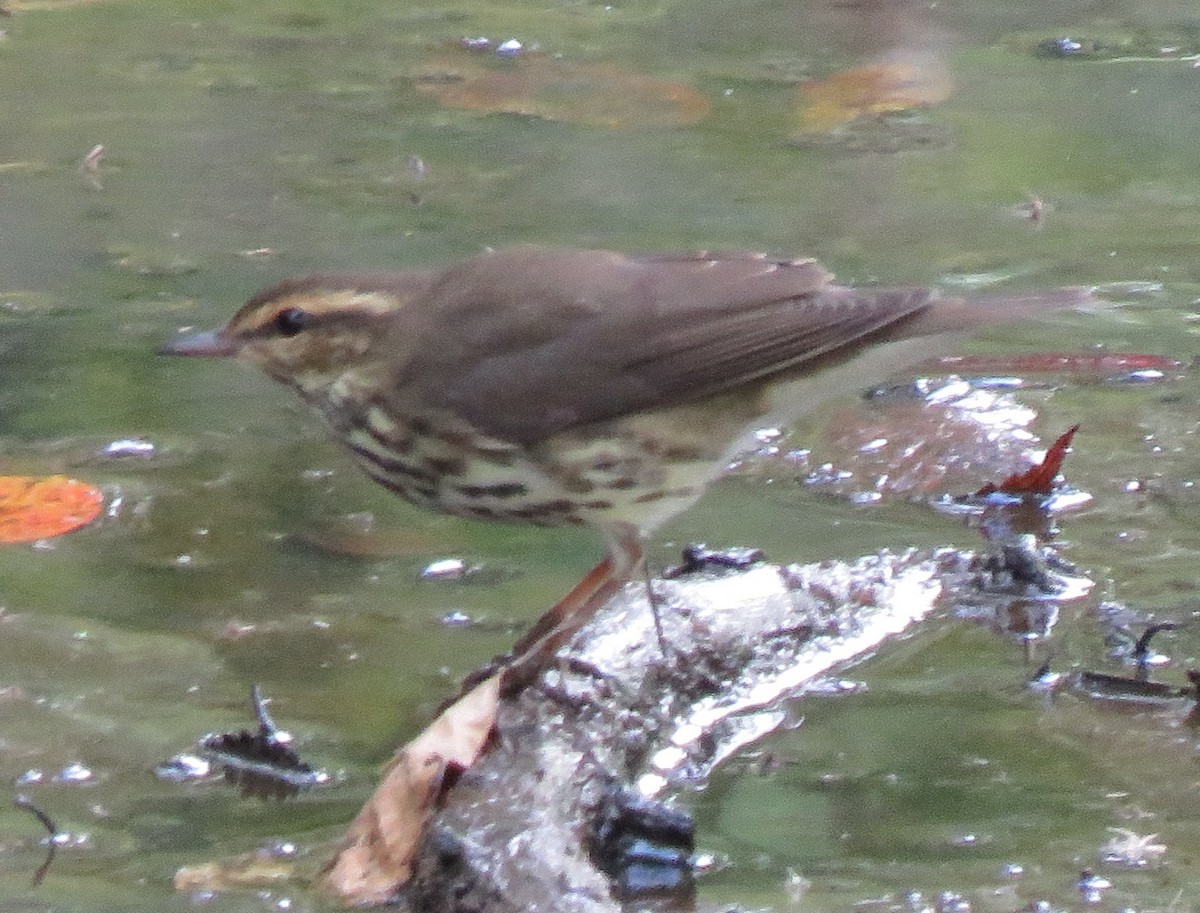 Northern Waterthrush - ML642011849