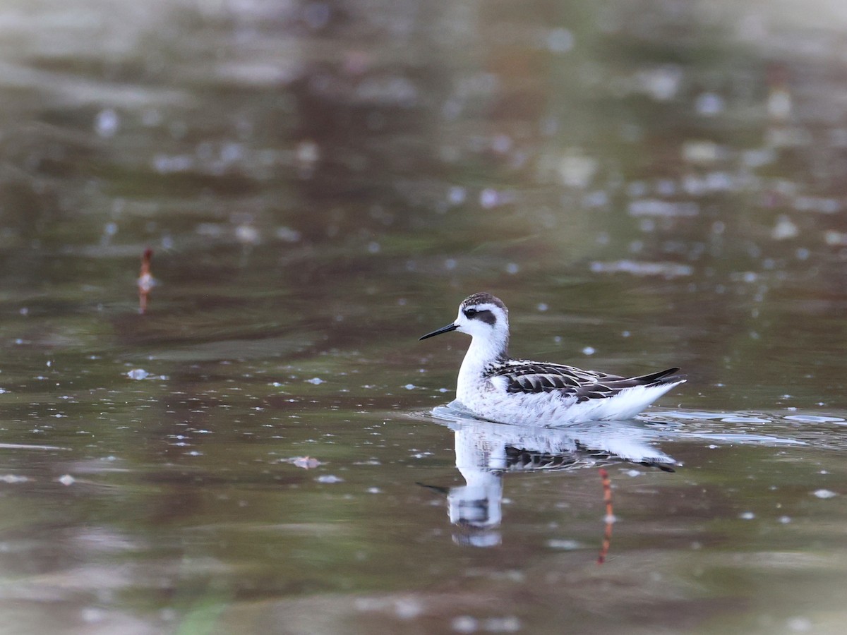 Red-necked Phalarope - ML642011851