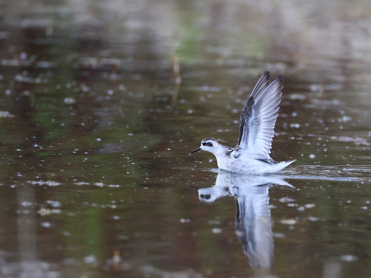 Red-necked Phalarope - ML642011853