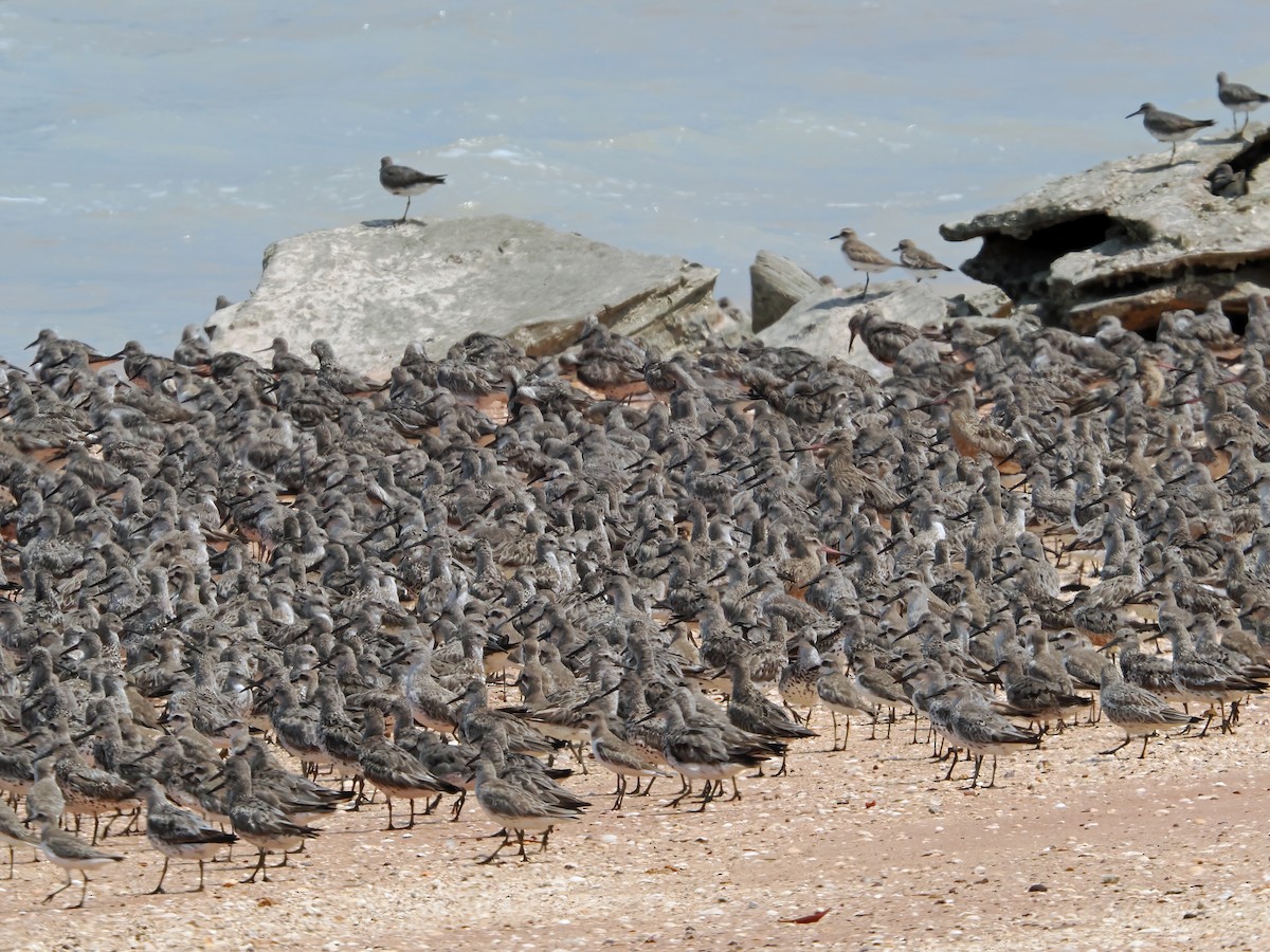 Great Knot - ML642011856