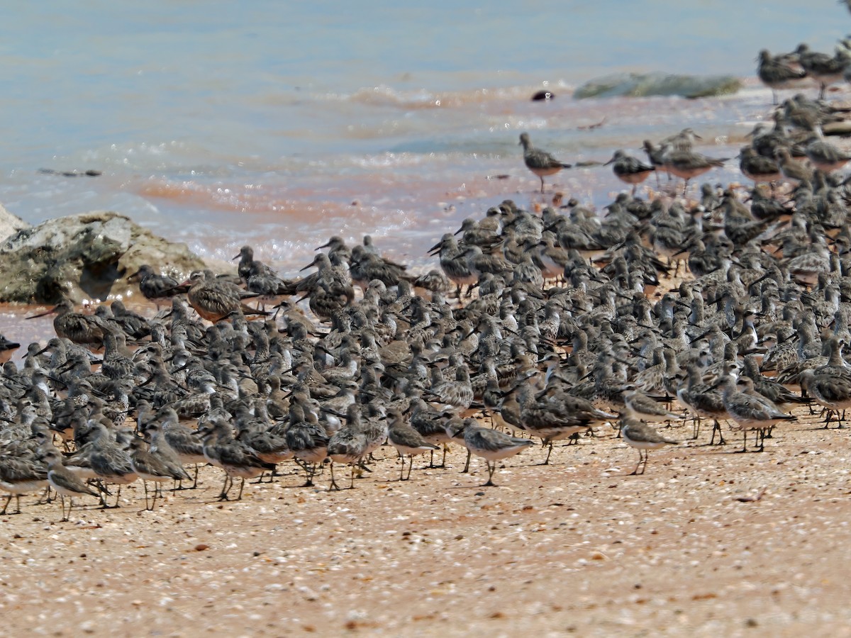 Great Knot - ML642011857