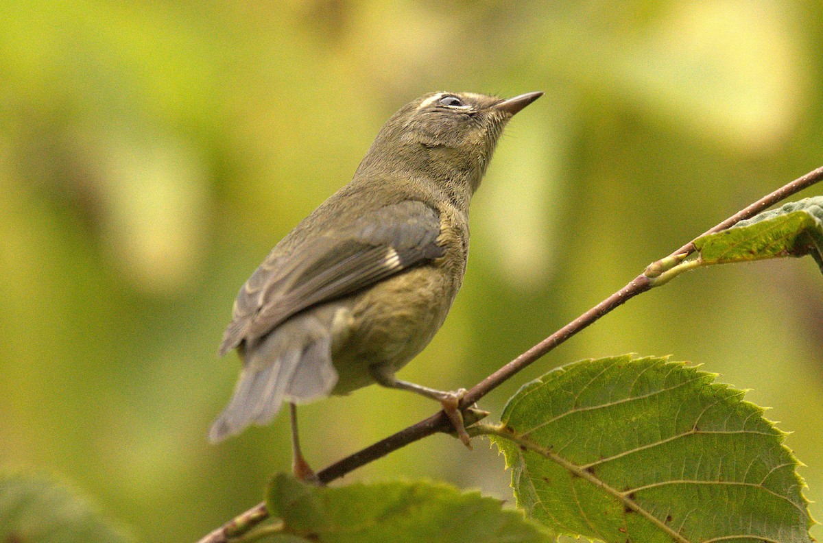 Black-throated Blue Warbler - ML642011858