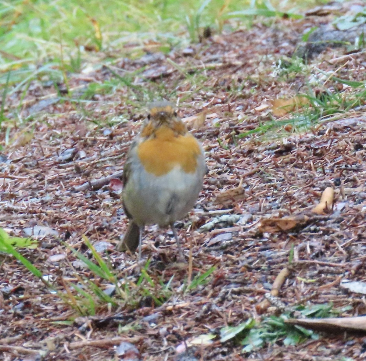 European Robin - ML642011859