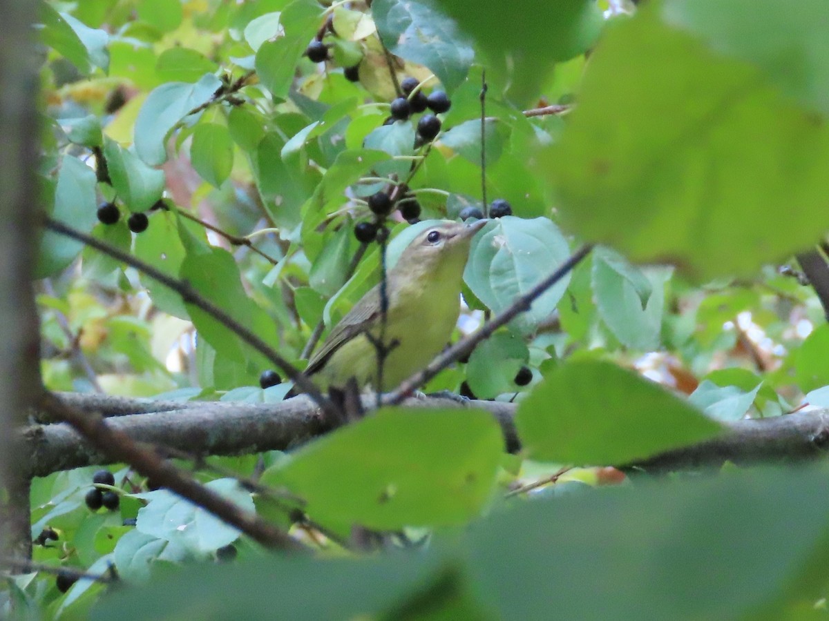 Philadelphia Vireo - ML642011860