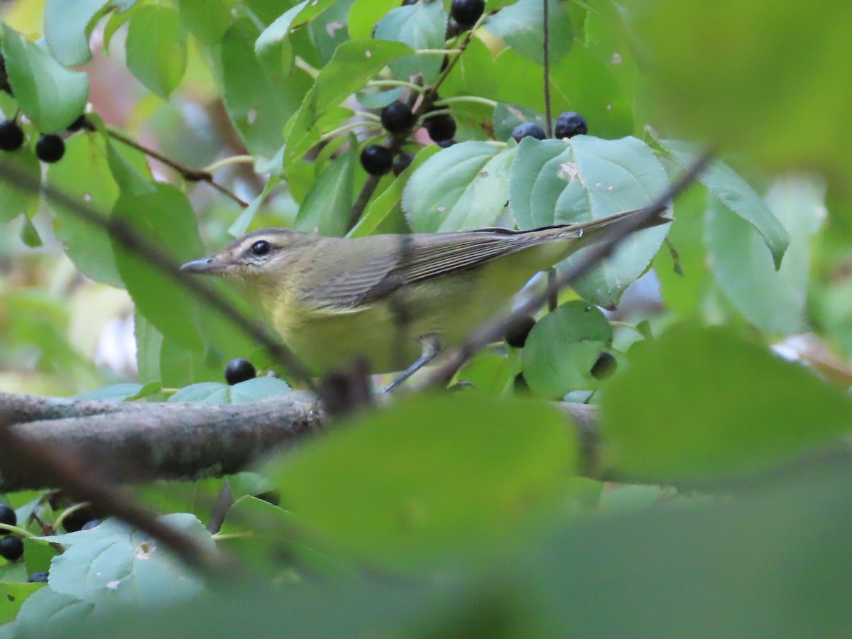 Philadelphia Vireo - ML642011861