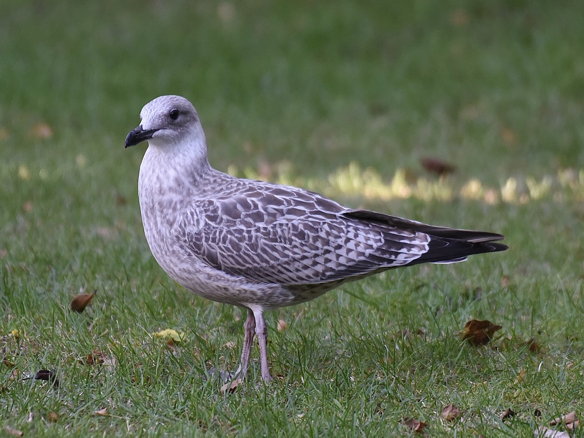 European Herring Gull - ML642011863