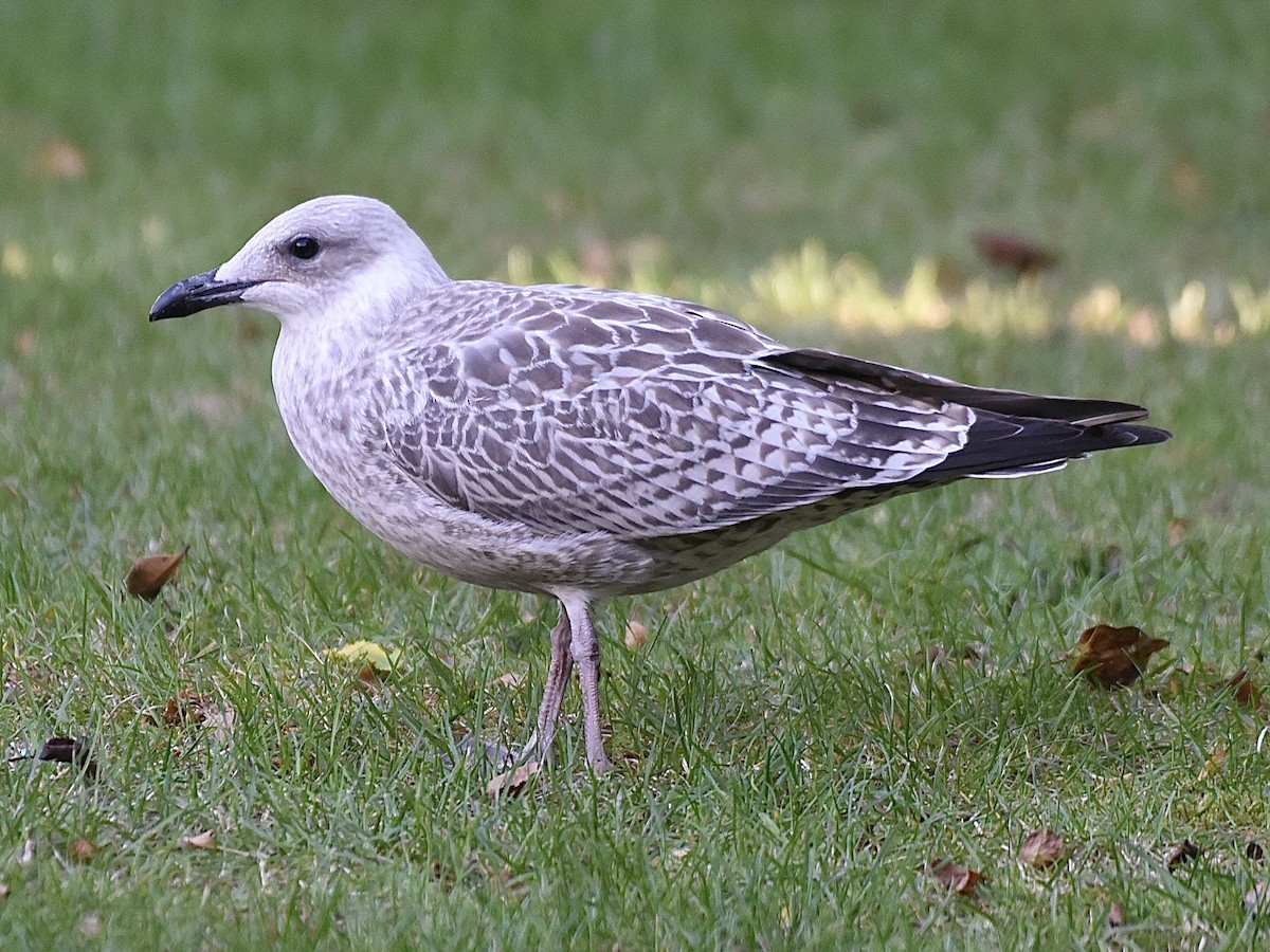 European Herring Gull - ML642011864
