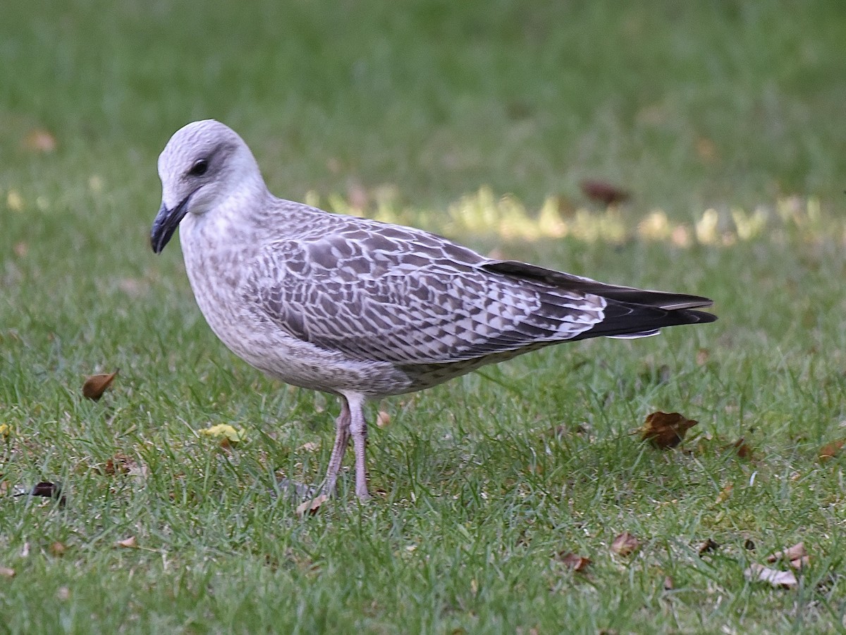 European Herring Gull - ML642011865
