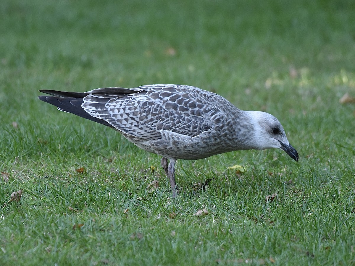 European Herring Gull - ML642011866
