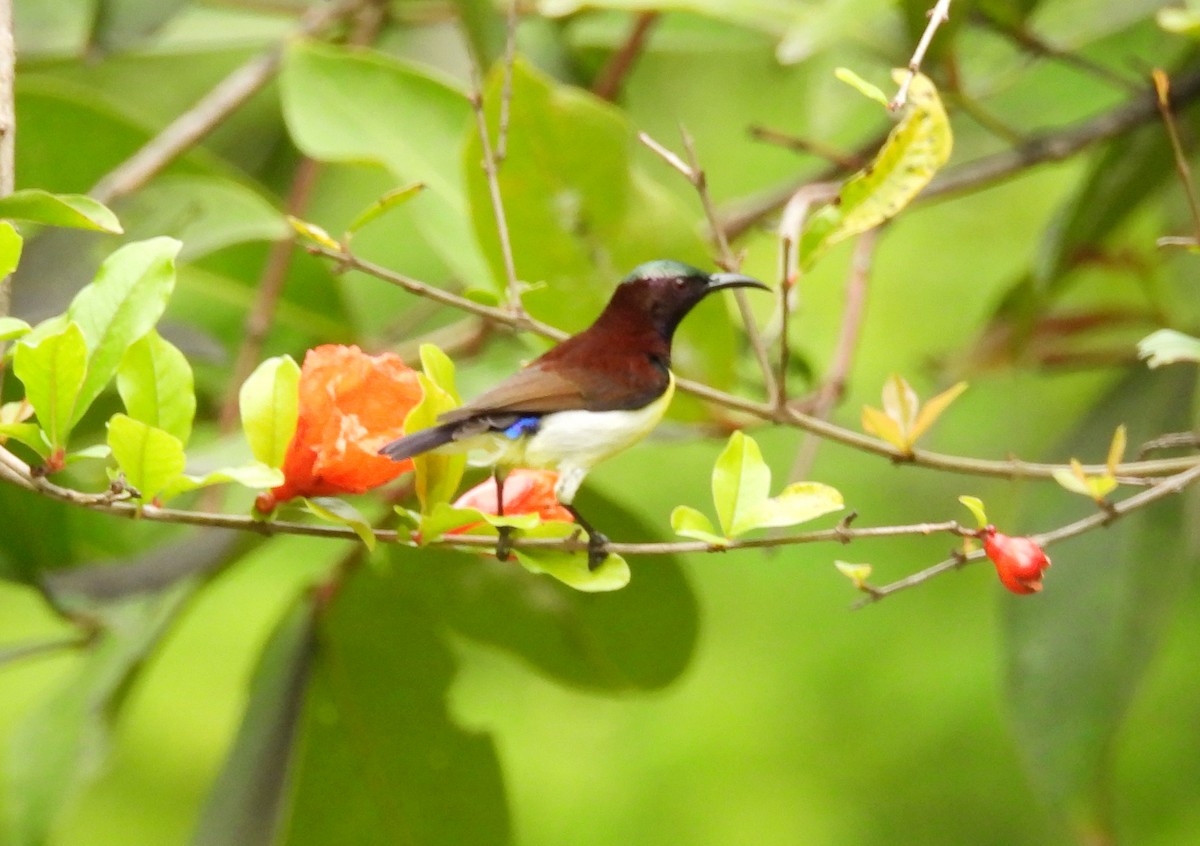 Purple-rumped Sunbird - ML642011867