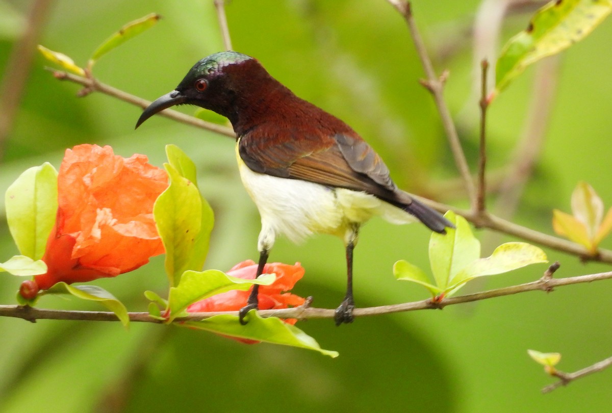Purple-rumped Sunbird - ML642011868