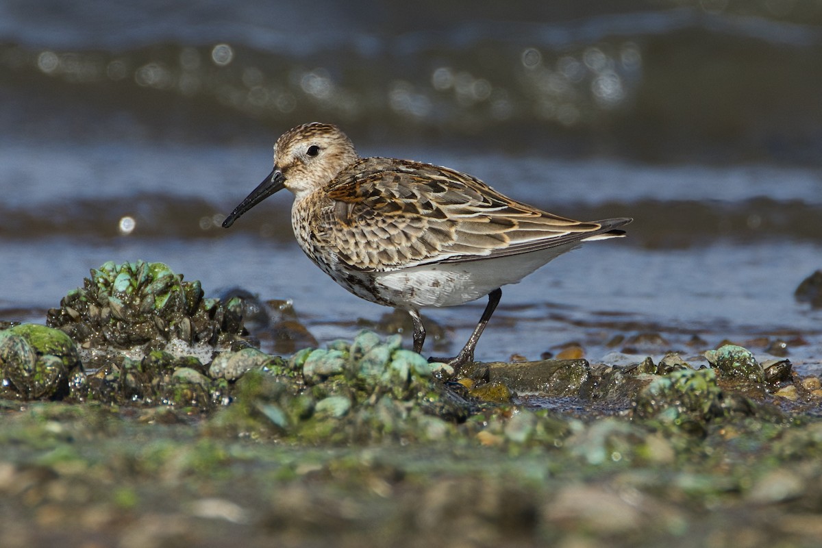 Dunlin - ML642011869