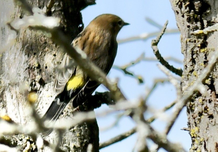 Yellow-rumped Warbler - ML642011870