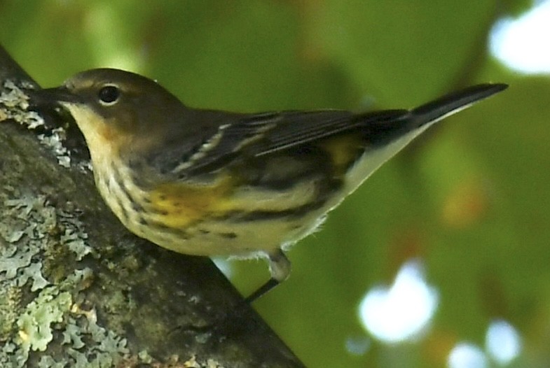 Yellow-rumped Warbler - ML642011871