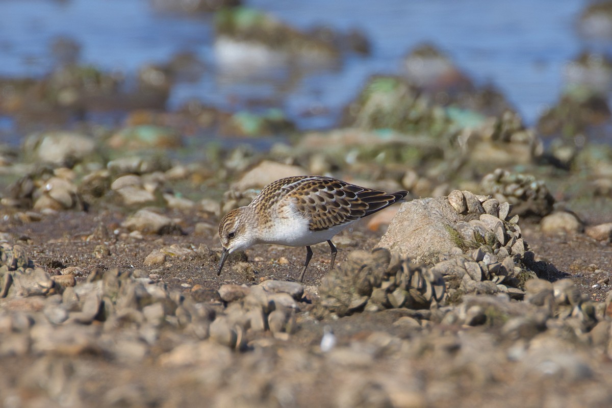 Little Stint - ML642011872