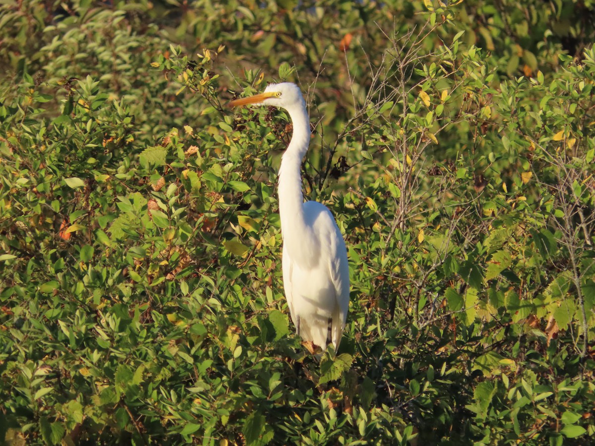 Great Egret (American) - ML642011877