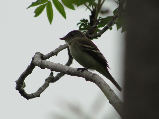 Alder Flycatcher - ML642011879