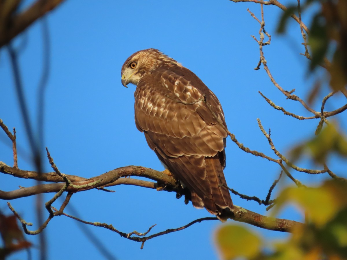 Red-tailed Hawk - ML642011880