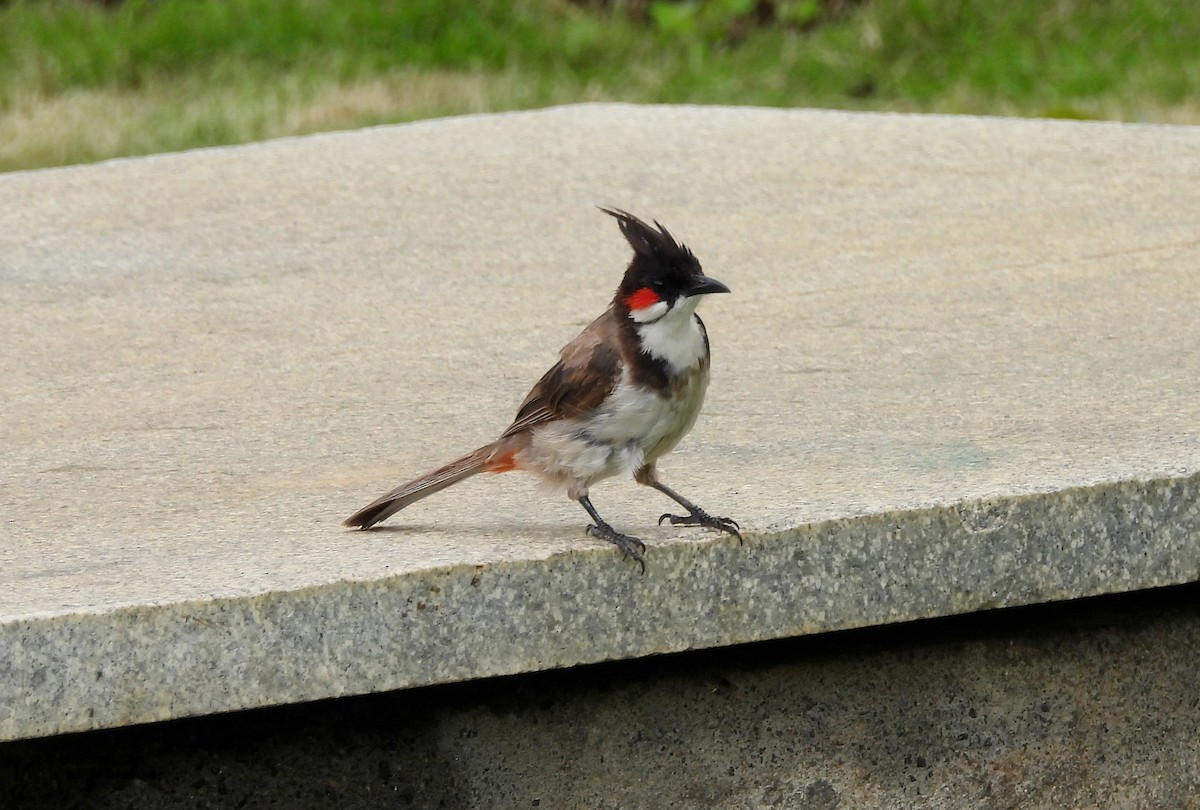 Red-whiskered Bulbul - ML642011881