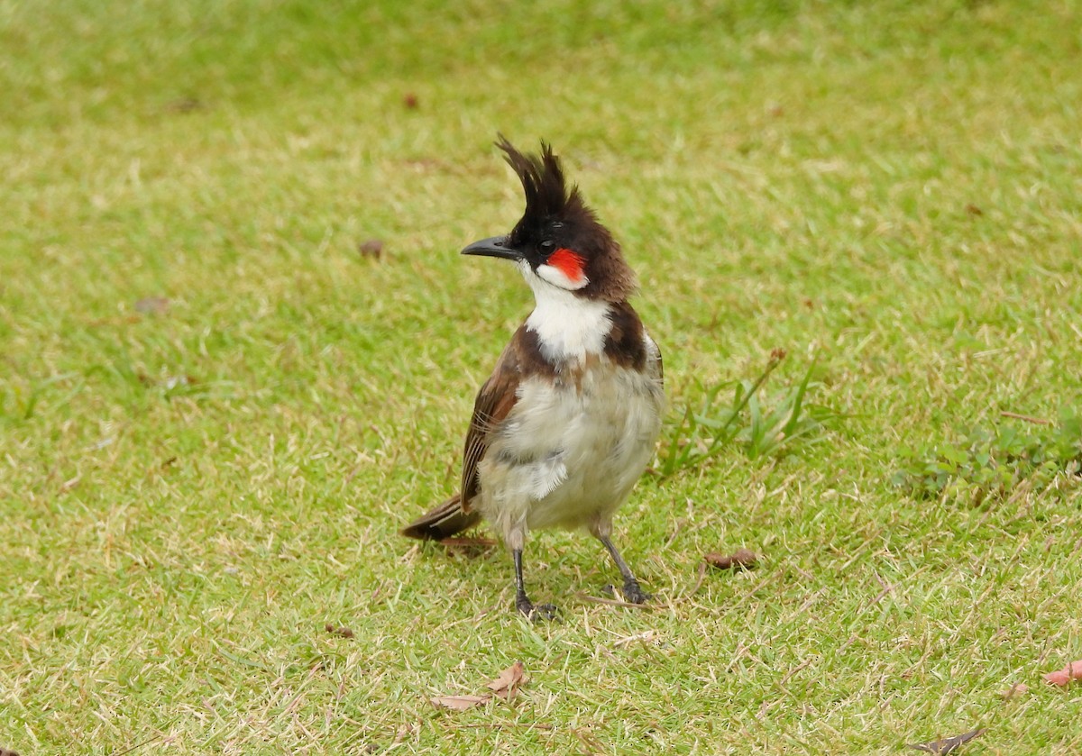 Red-whiskered Bulbul - ML642011882