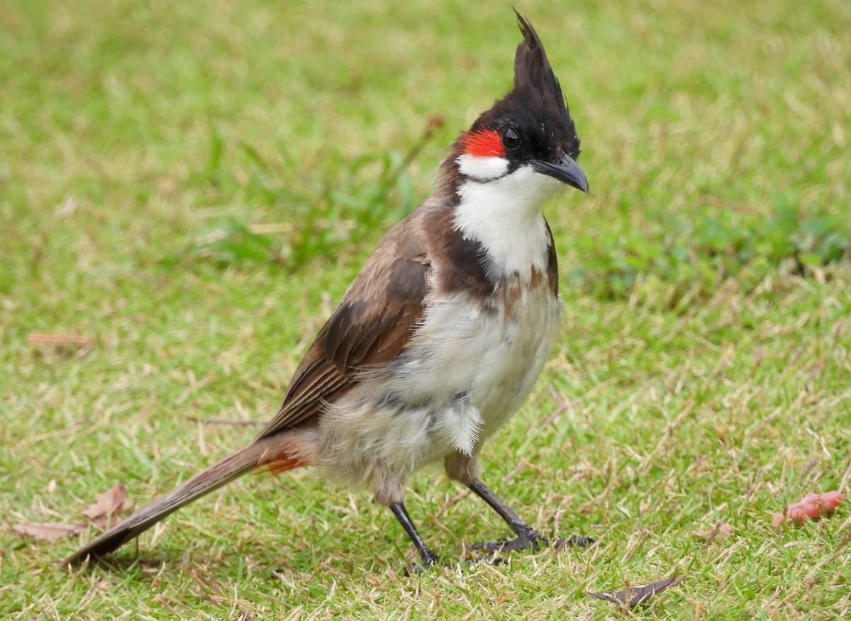 Red-whiskered Bulbul - ML642011883