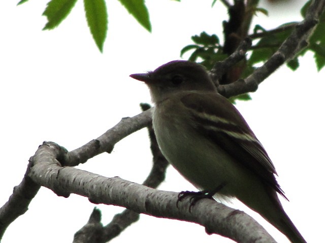 Alder Flycatcher - ML642011884