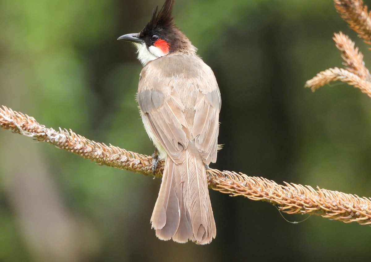 Red-whiskered Bulbul - ML642011885