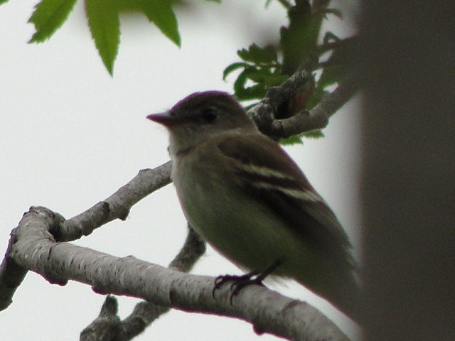 Alder Flycatcher - ML642011886