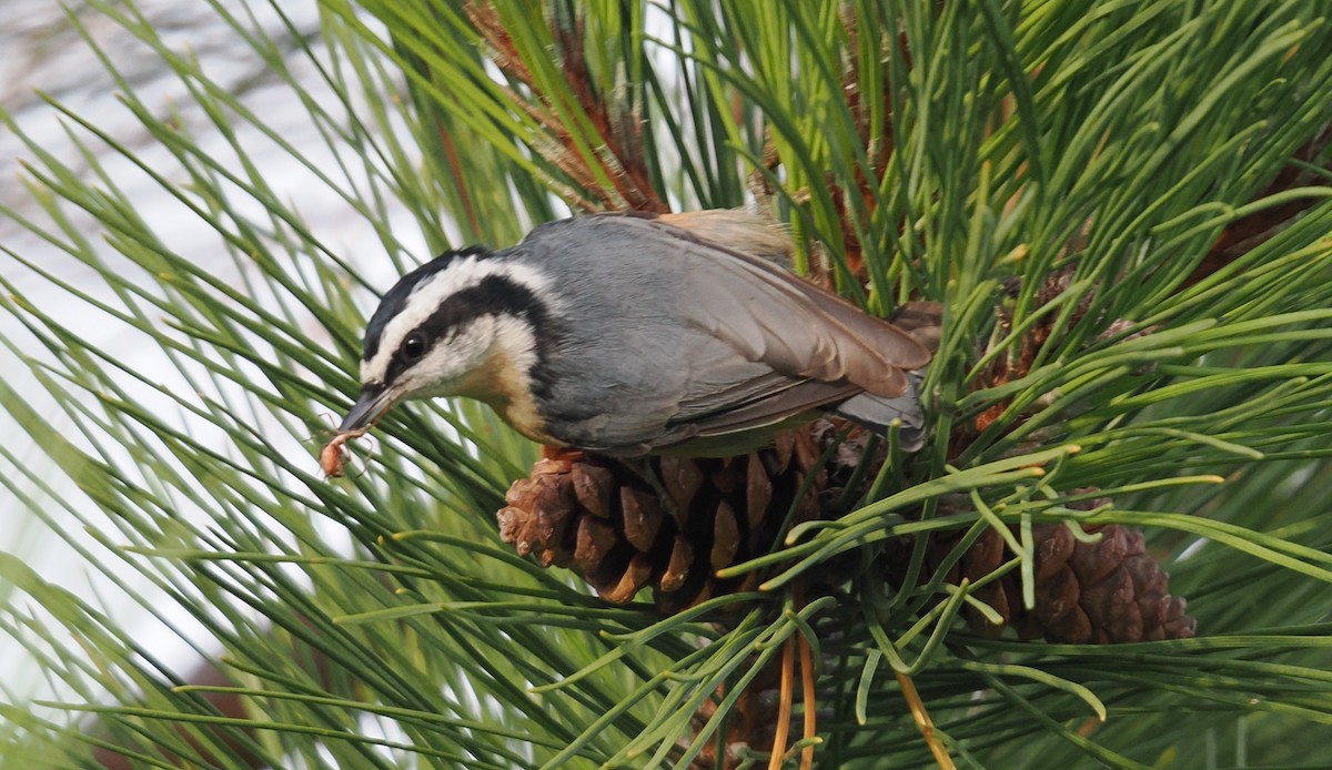 Red-breasted Nuthatch - ML642011889