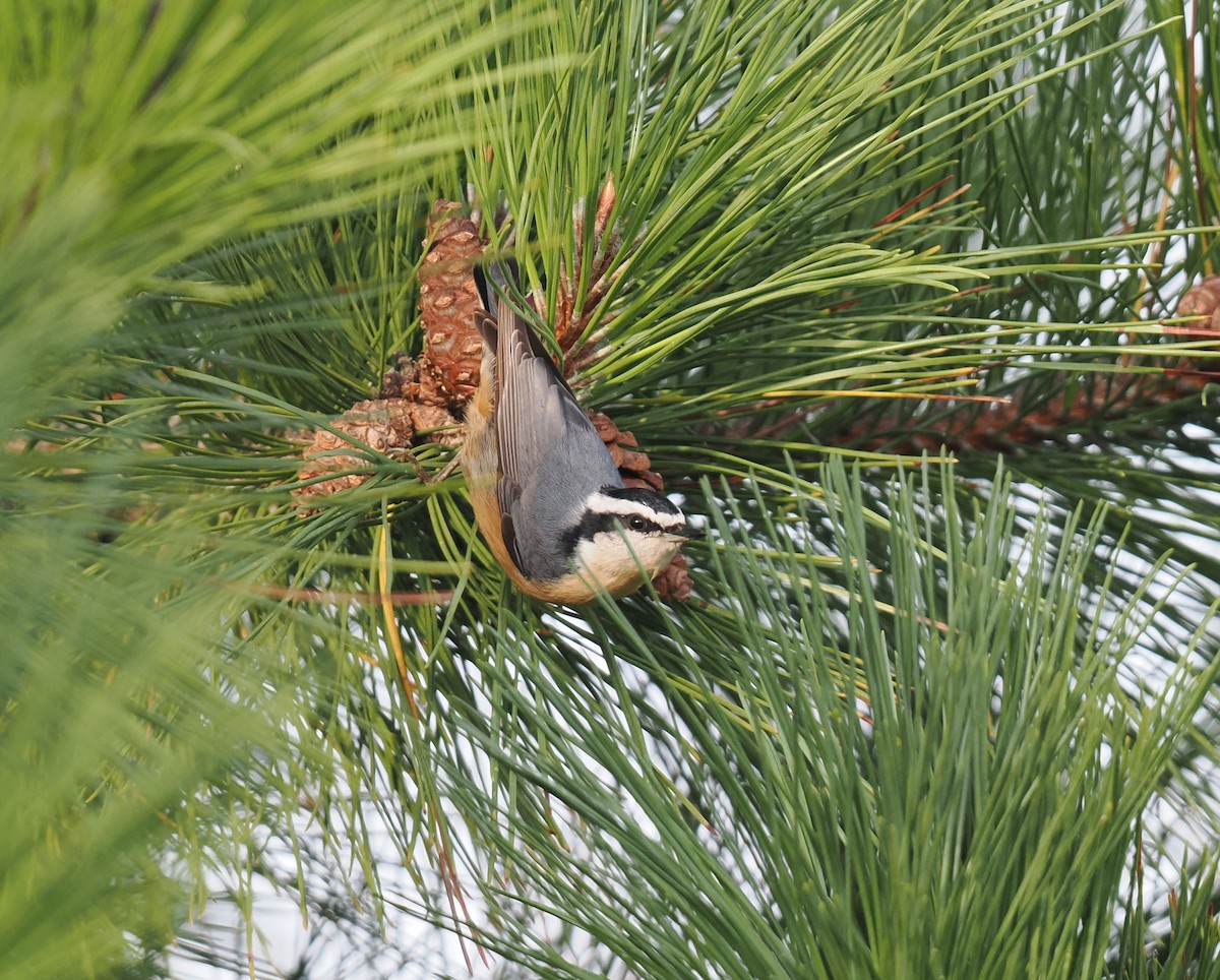 Red-breasted Nuthatch - ML642011893