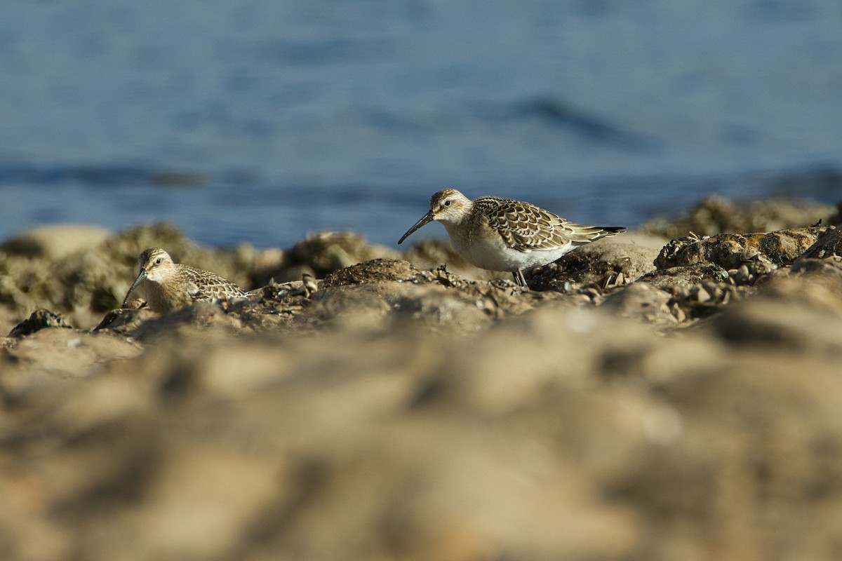Curlew Sandpiper - ML642011895