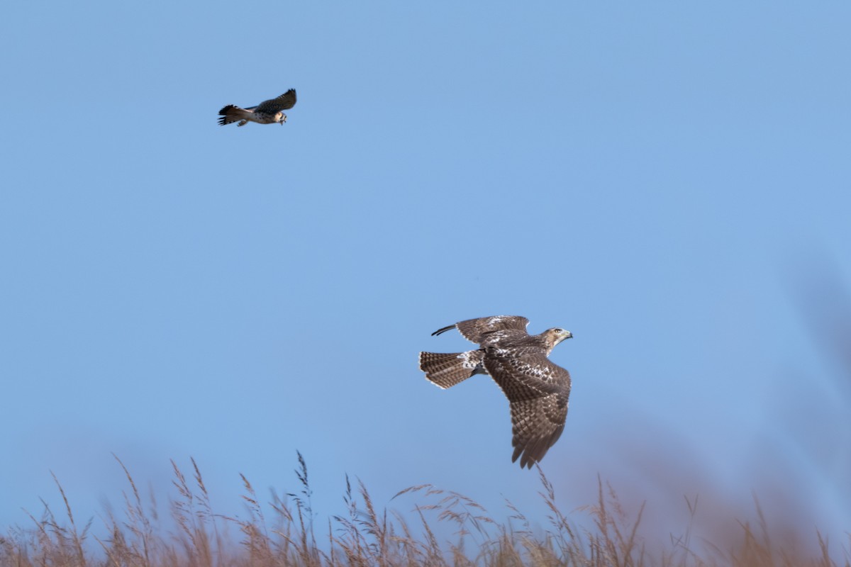 Red-tailed Hawk - ML642011896