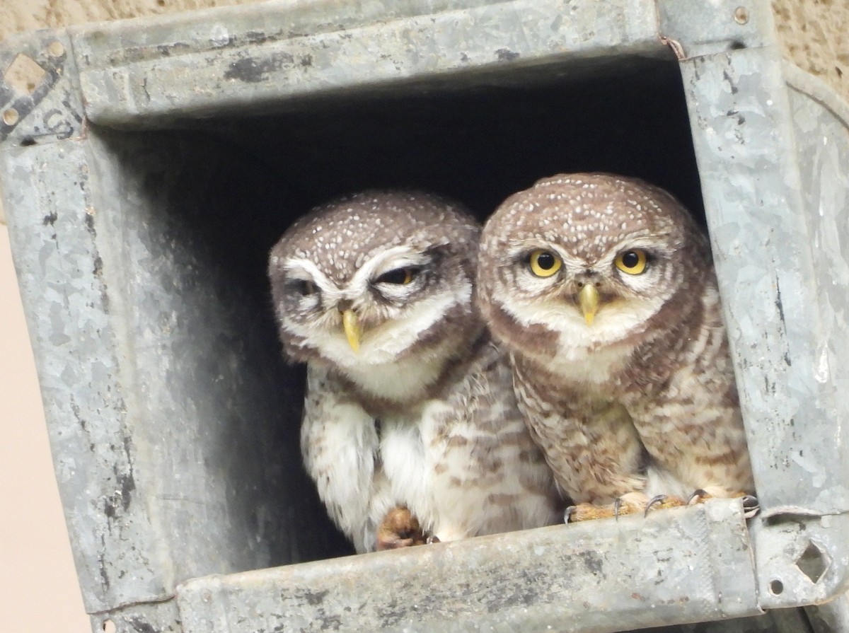 Spotted Owlet - ML642011897