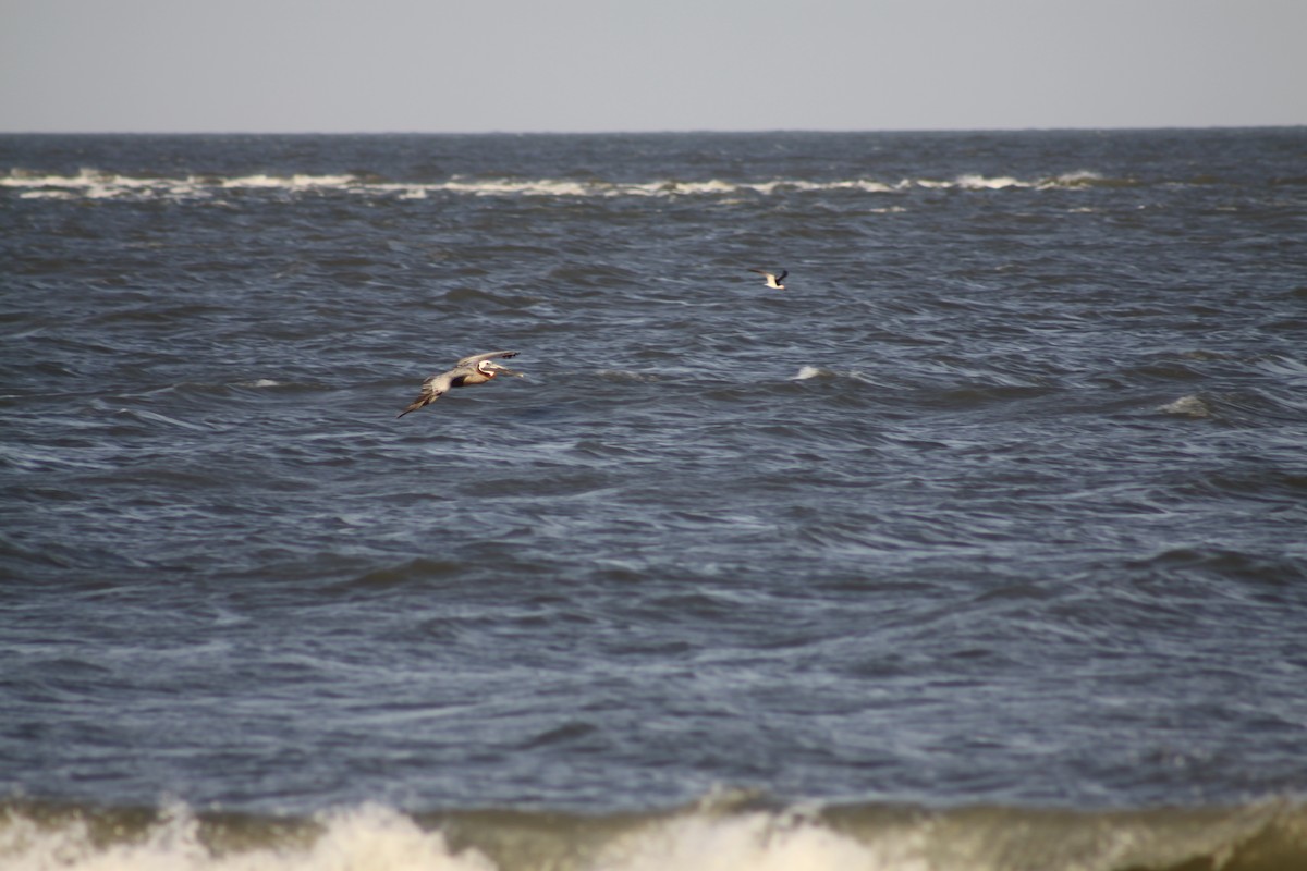 Brown Pelican - ML642011900