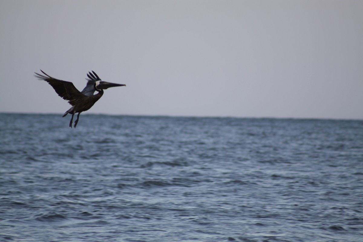 Brown Pelican - ML642011901