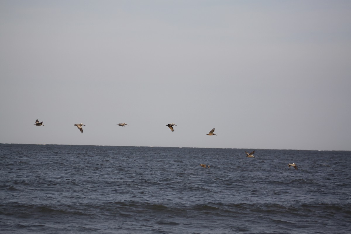 Brown Pelican - ML642011902