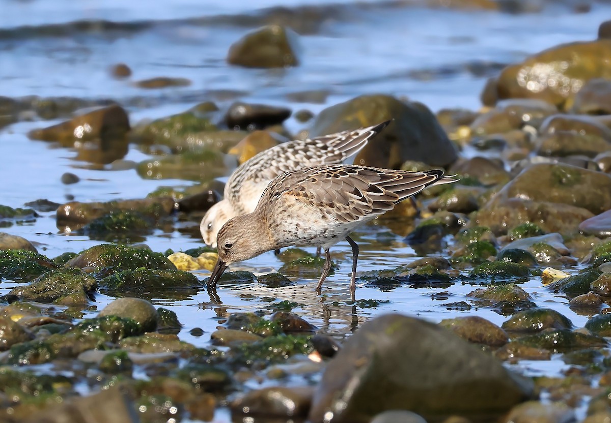 Dunlin - ML642011905