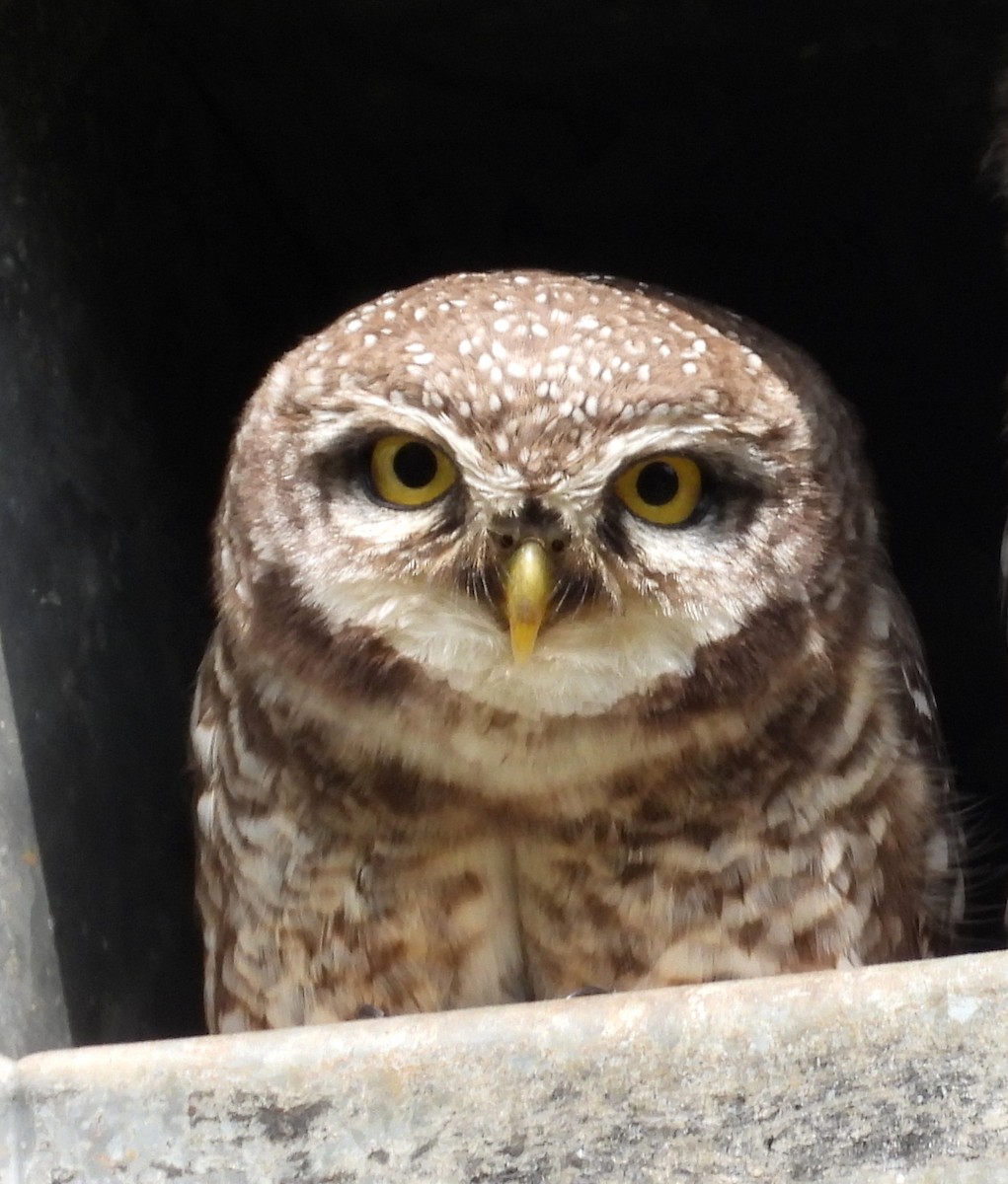 Spotted Owlet - ML642011907