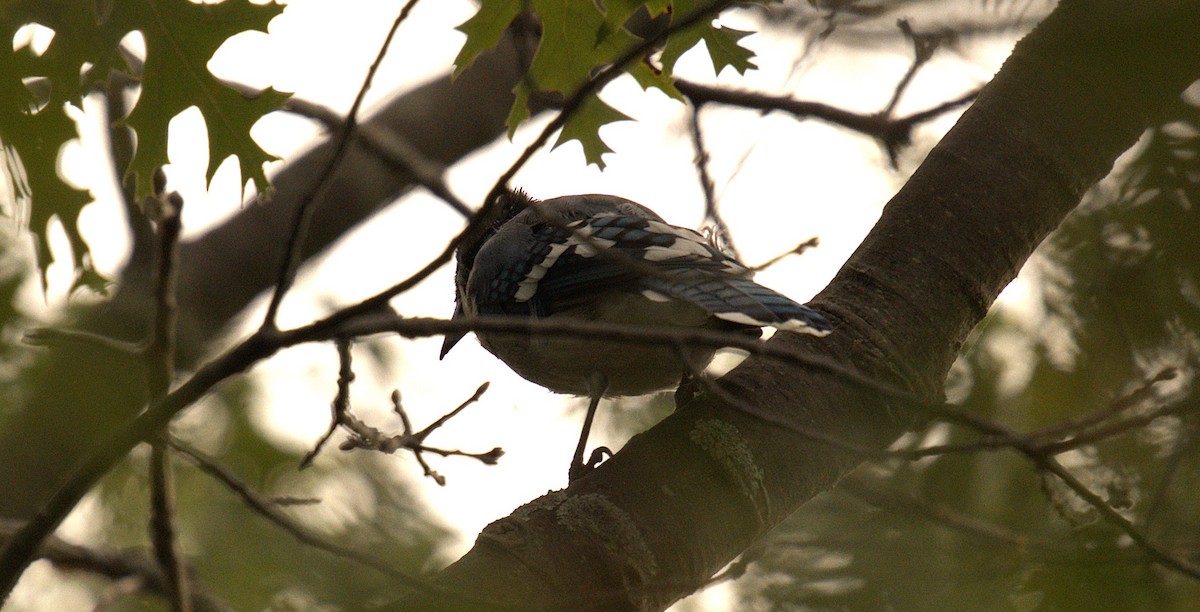 Blue Jay - ML642011917